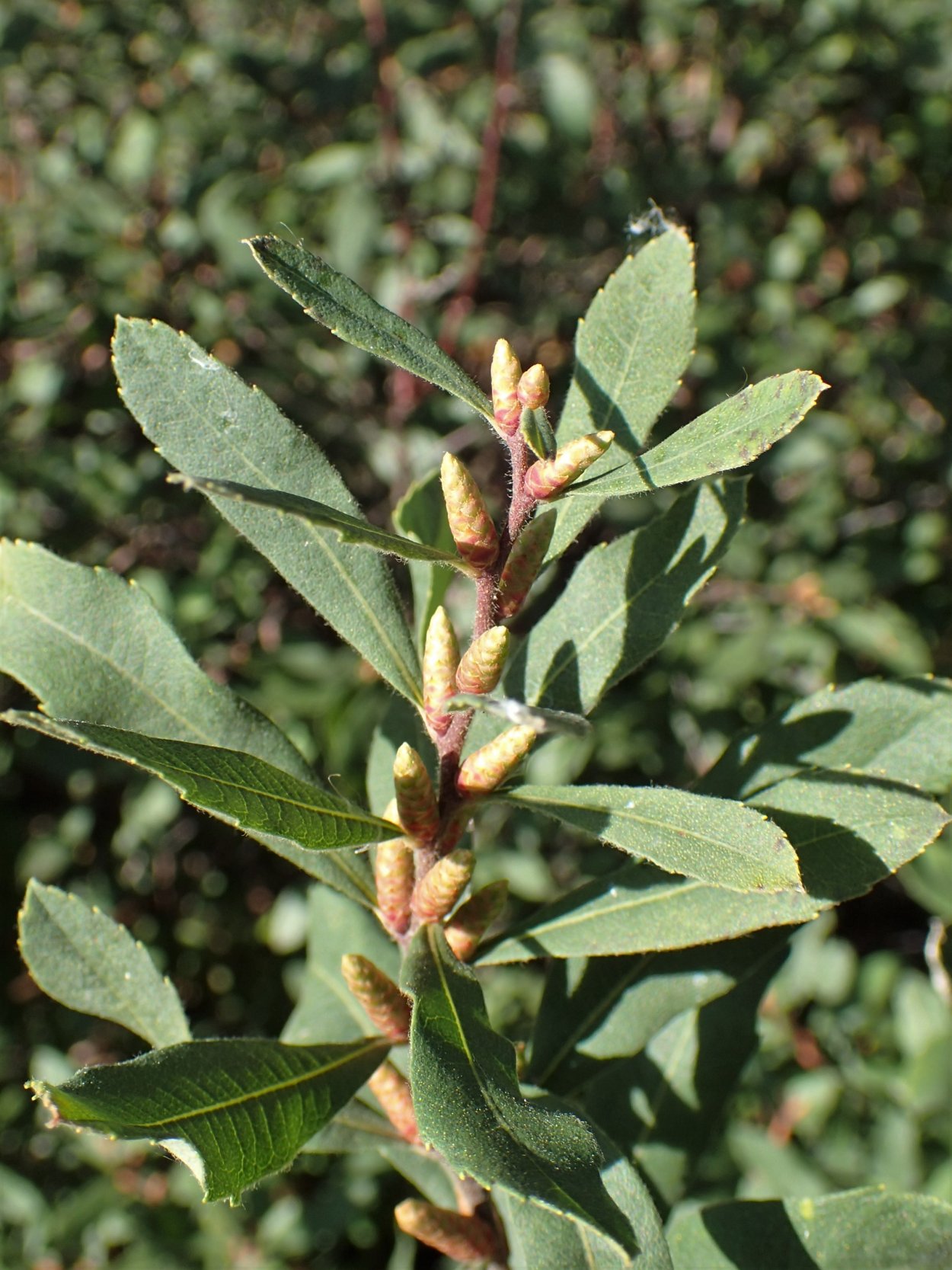 Восковница Болотная