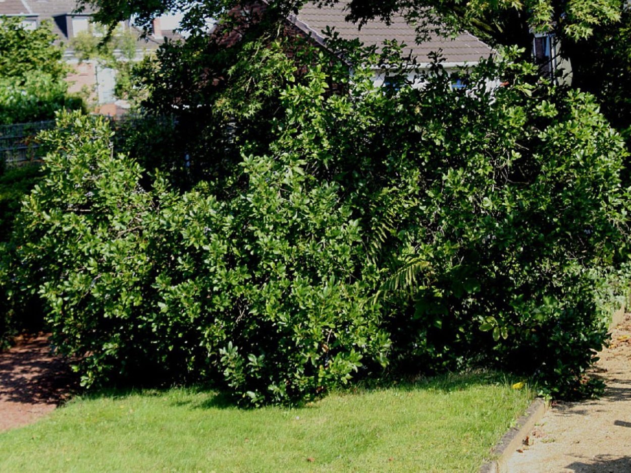 Восковница (Myrica)