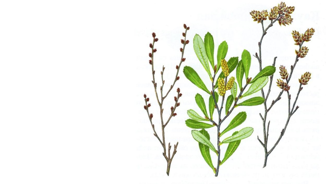 Трава восковница