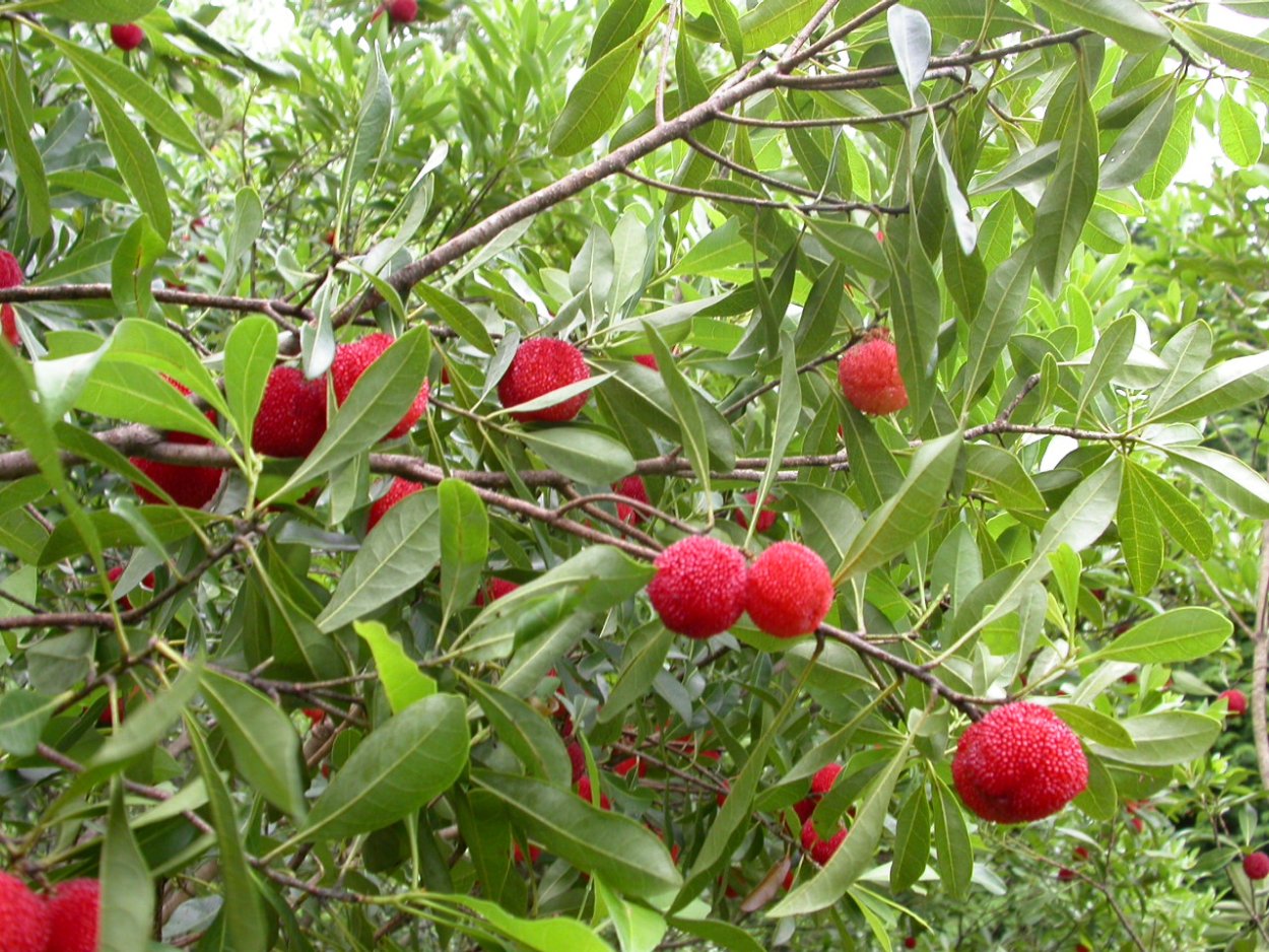 Восковница Myrica rubra