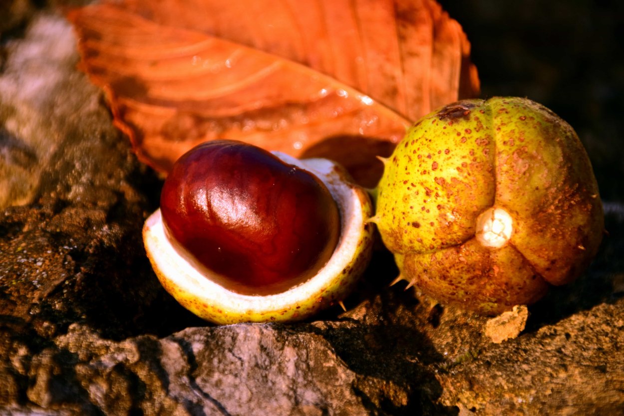 Каштан конский орех