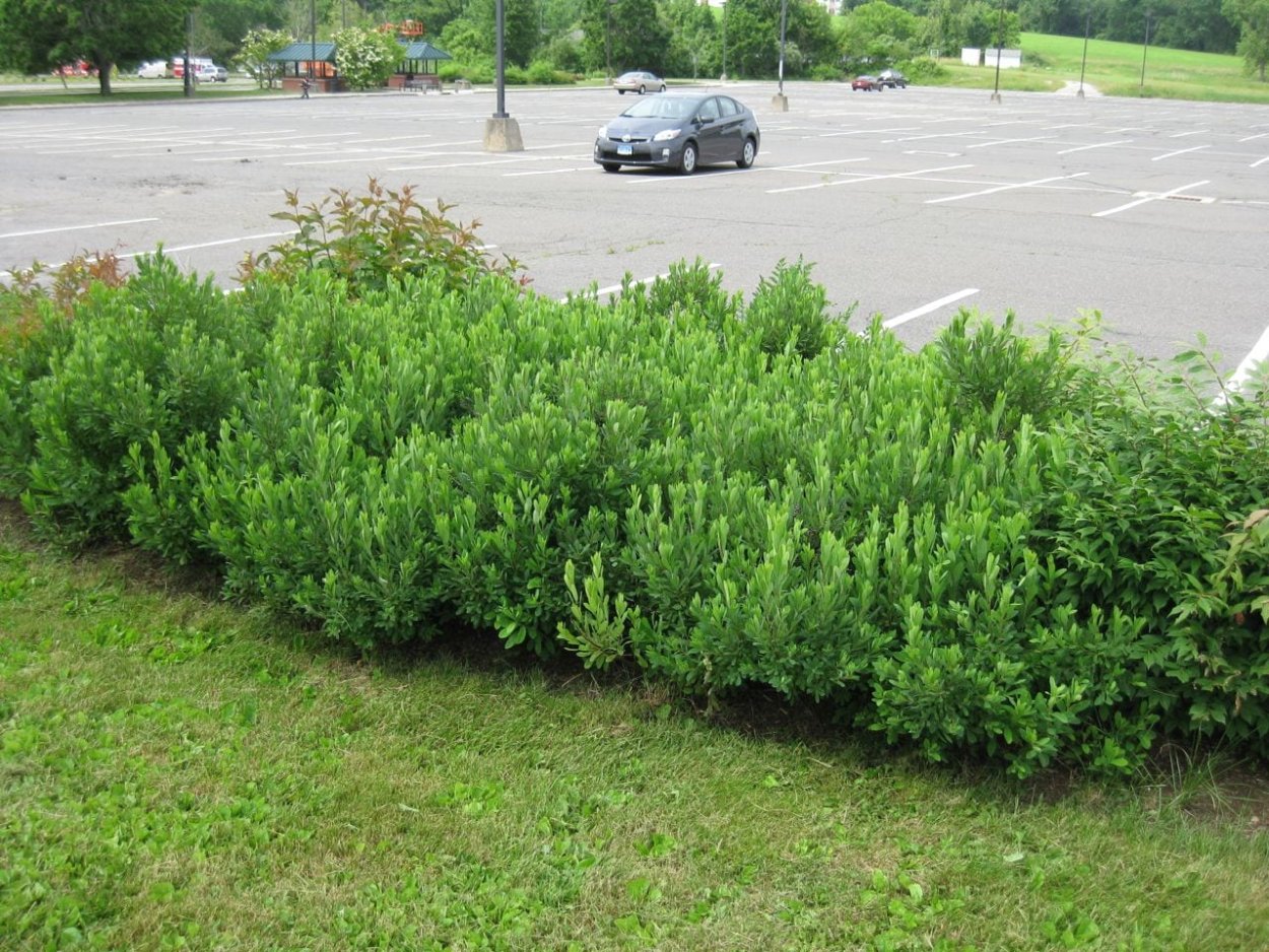 Восковница обыкновенная (Myrica Gale)