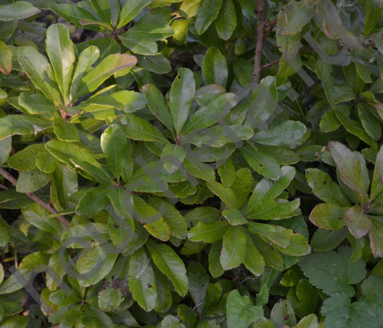 Восковница красная - Yangmei