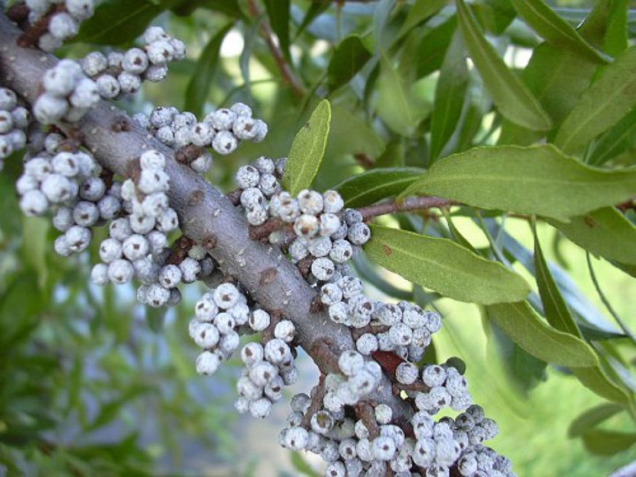 Восковица обыкновенная