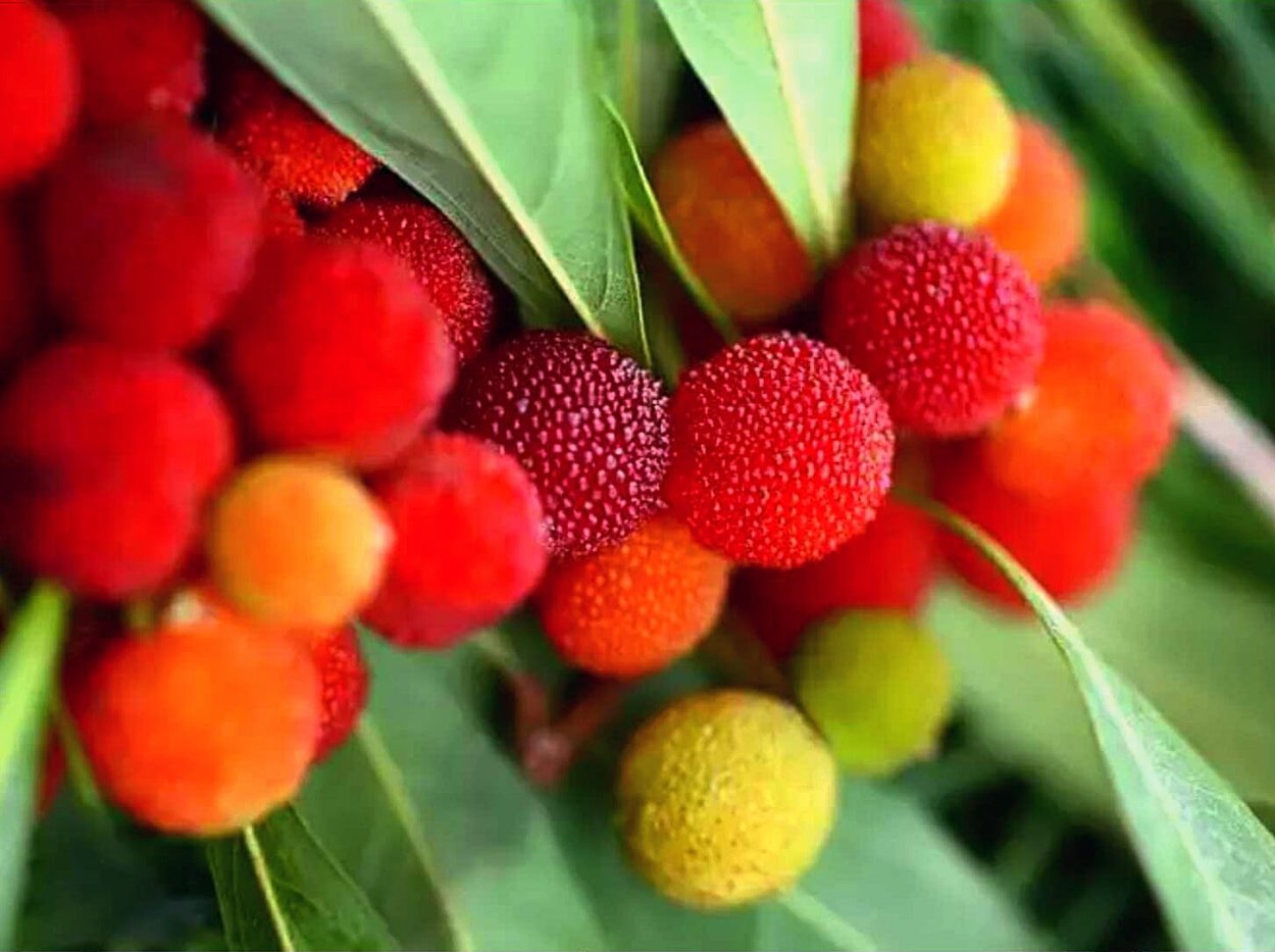 Восковница (Myrica)