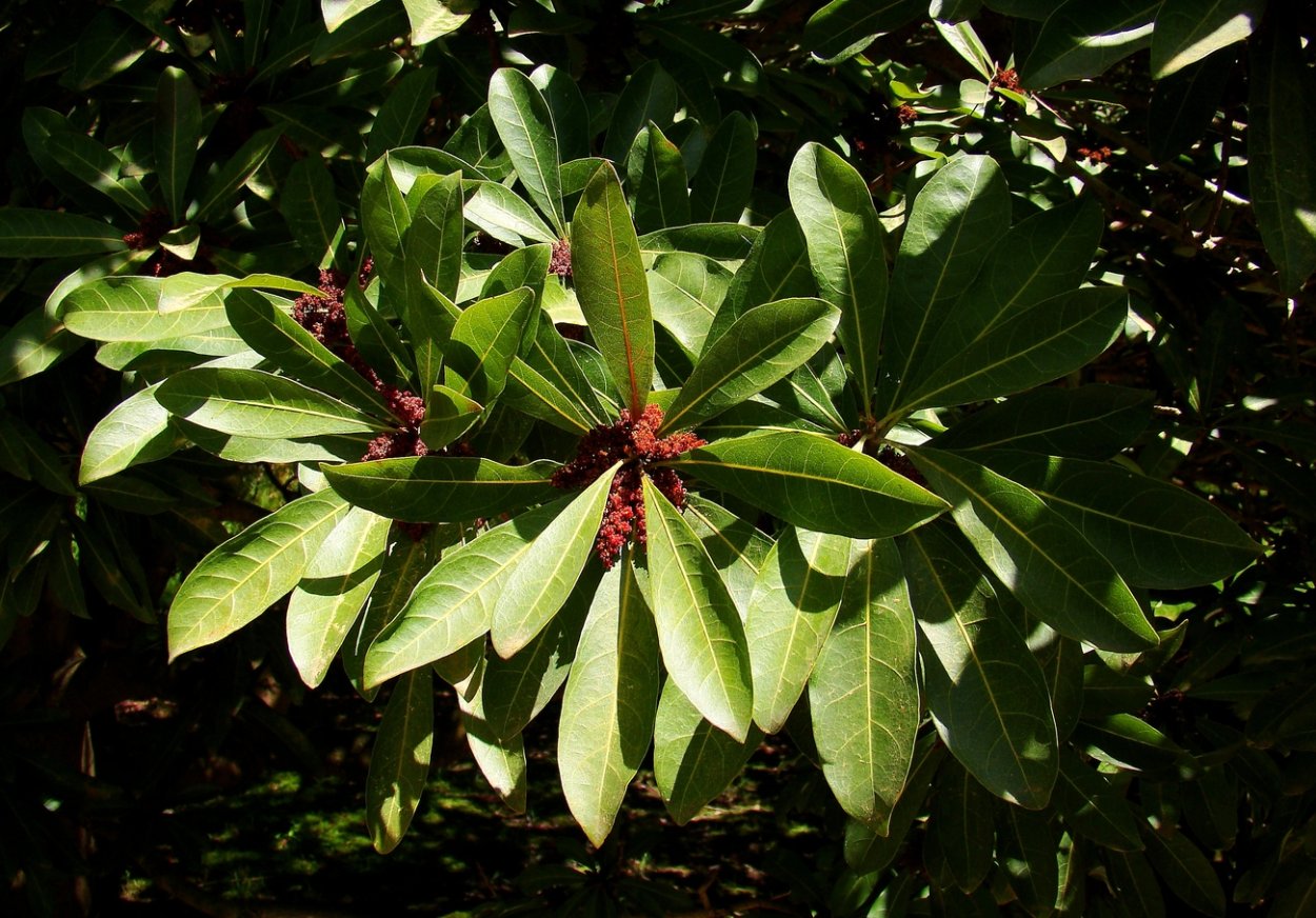 Myrica rubra / воско́вница кра́сная