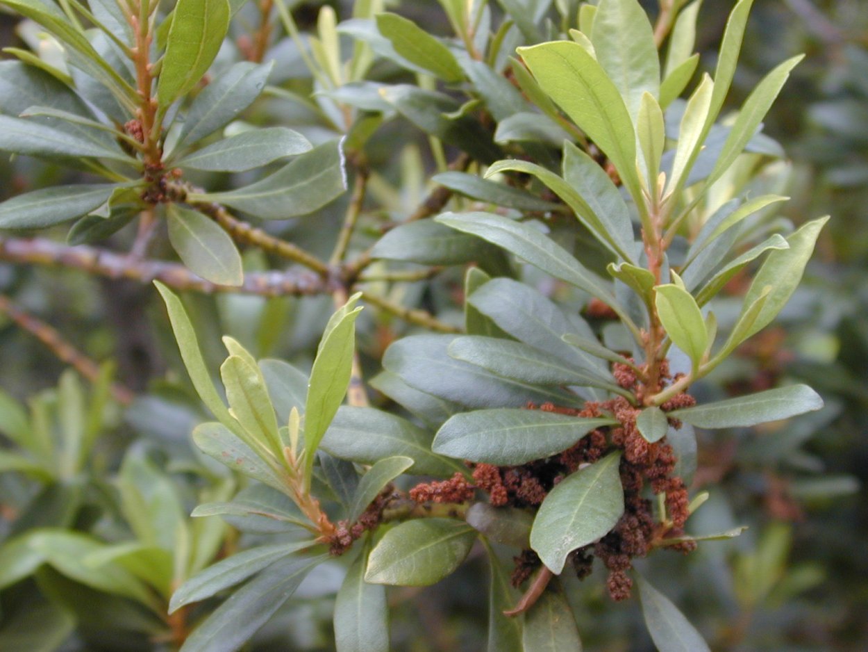 Восковник болотный (Myrica Gale