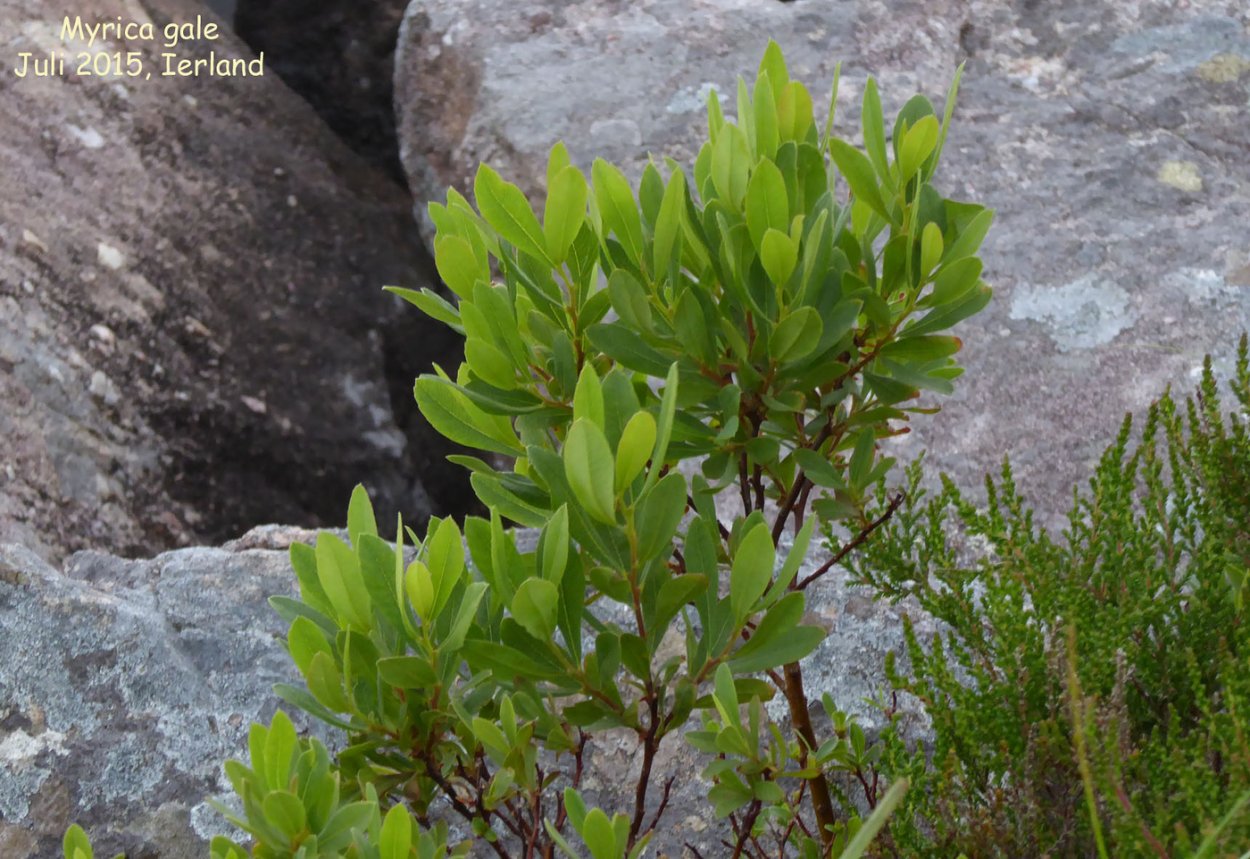 Мирт пенсильванский