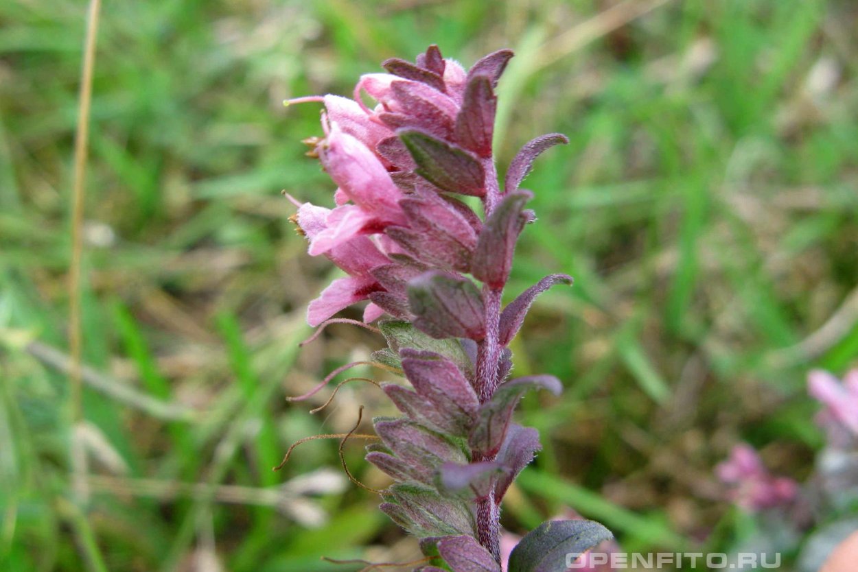 Зубчатка обыкновенная (Odontites serotina)