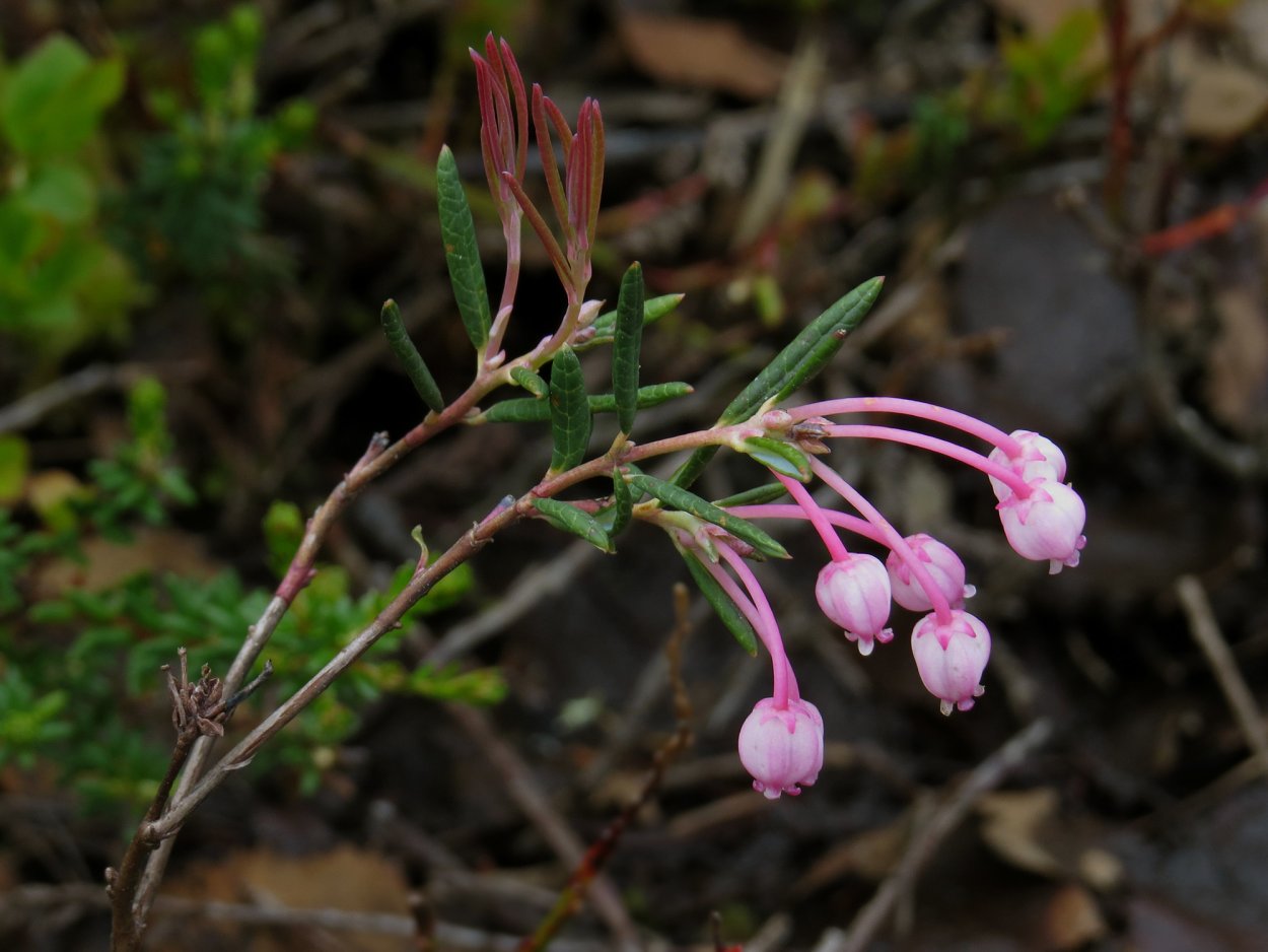 Дикое растение зубчатка интересные факты, история названия