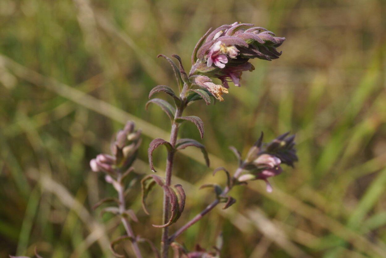 Зубчатка обыкновенная побег