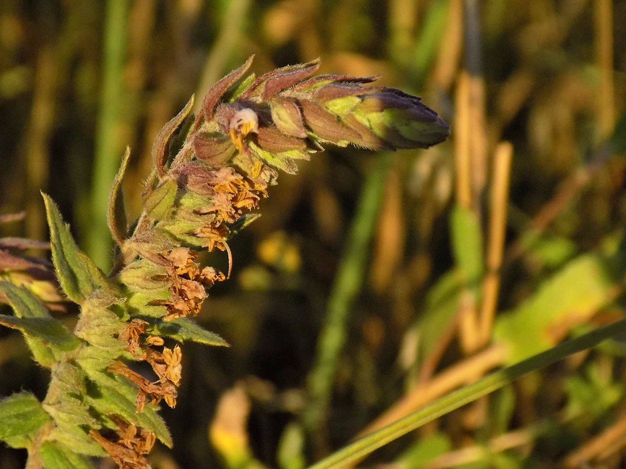 Зубчатка обыкновенная рисунок
