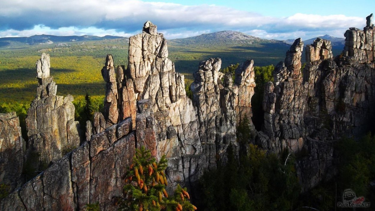 Грыжник трава. Сырье
