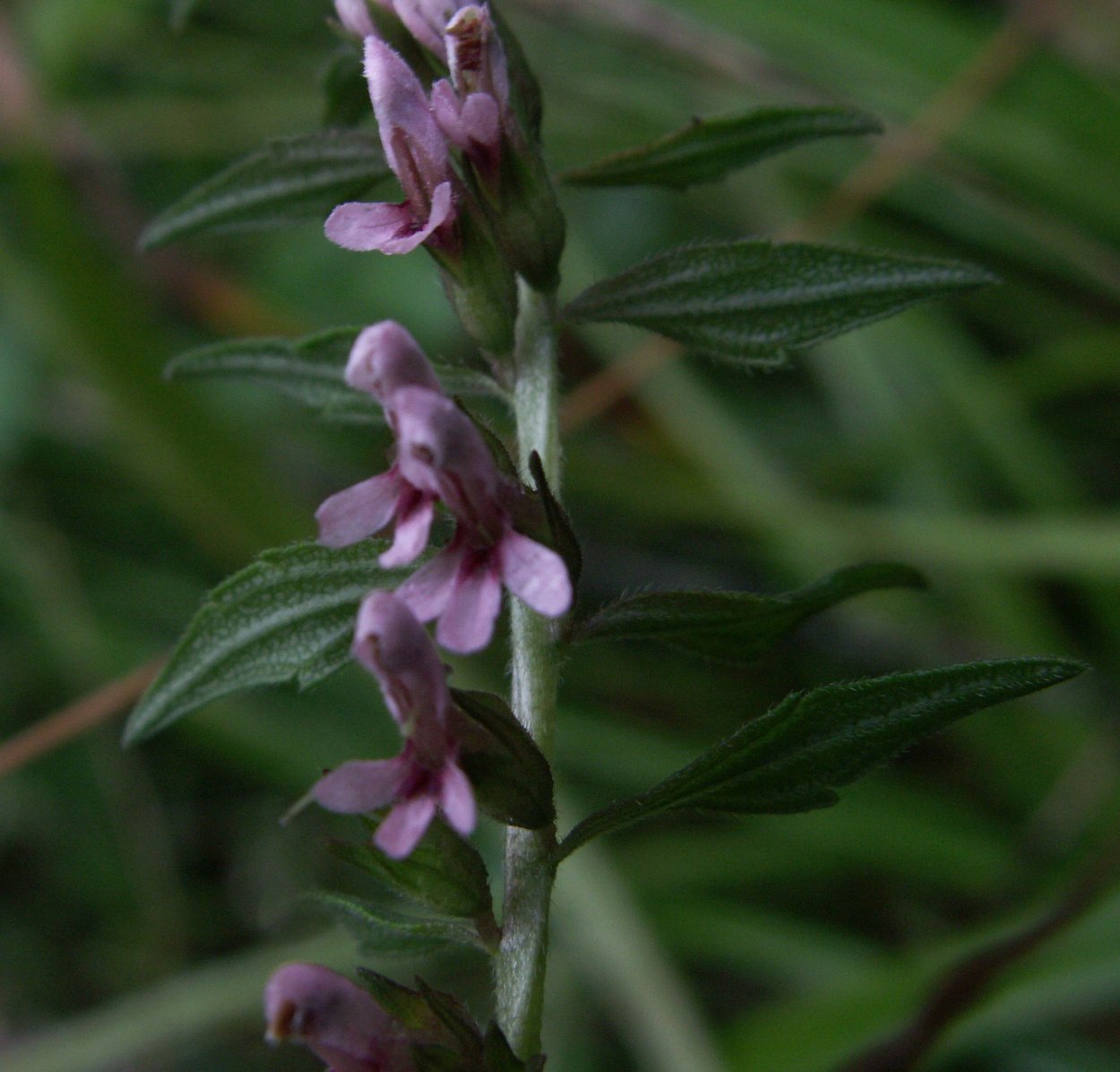 Зубчатка обыкновенная (Odontites rubra)