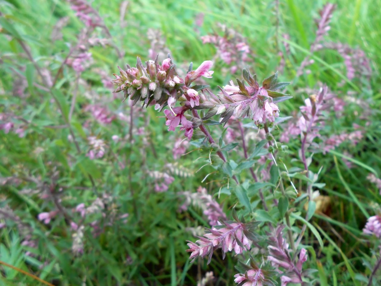 Марьянник Дубравный соцветие