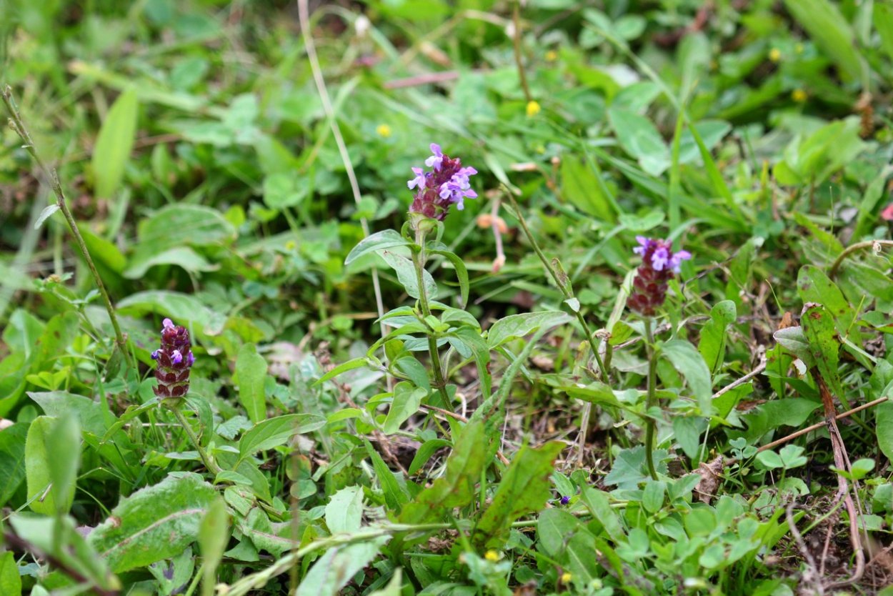 Инзерские Зубчатки осенью