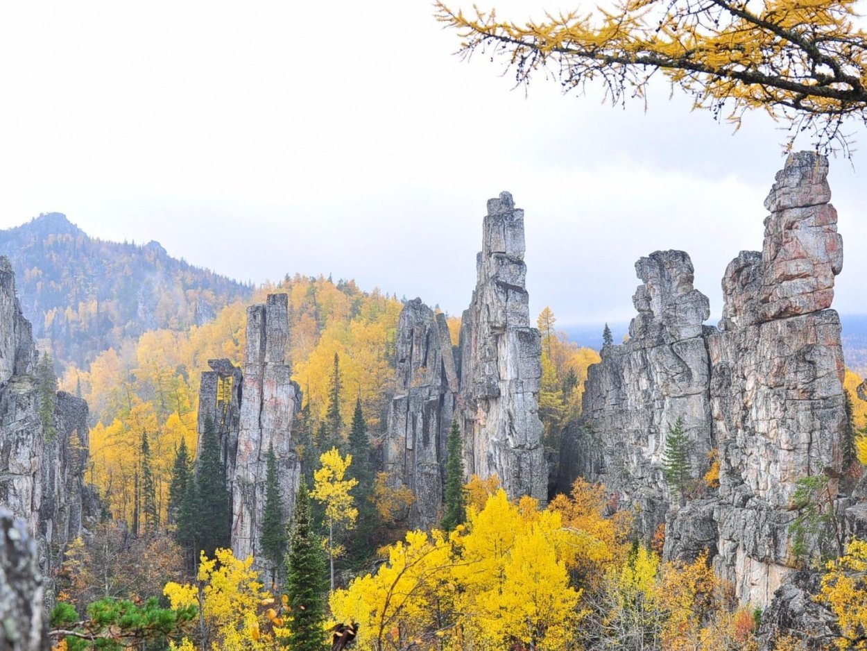 Засушенные цветы