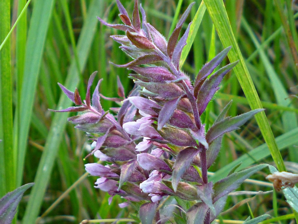 Зубчатка обыкновенная (Odontites serotina)