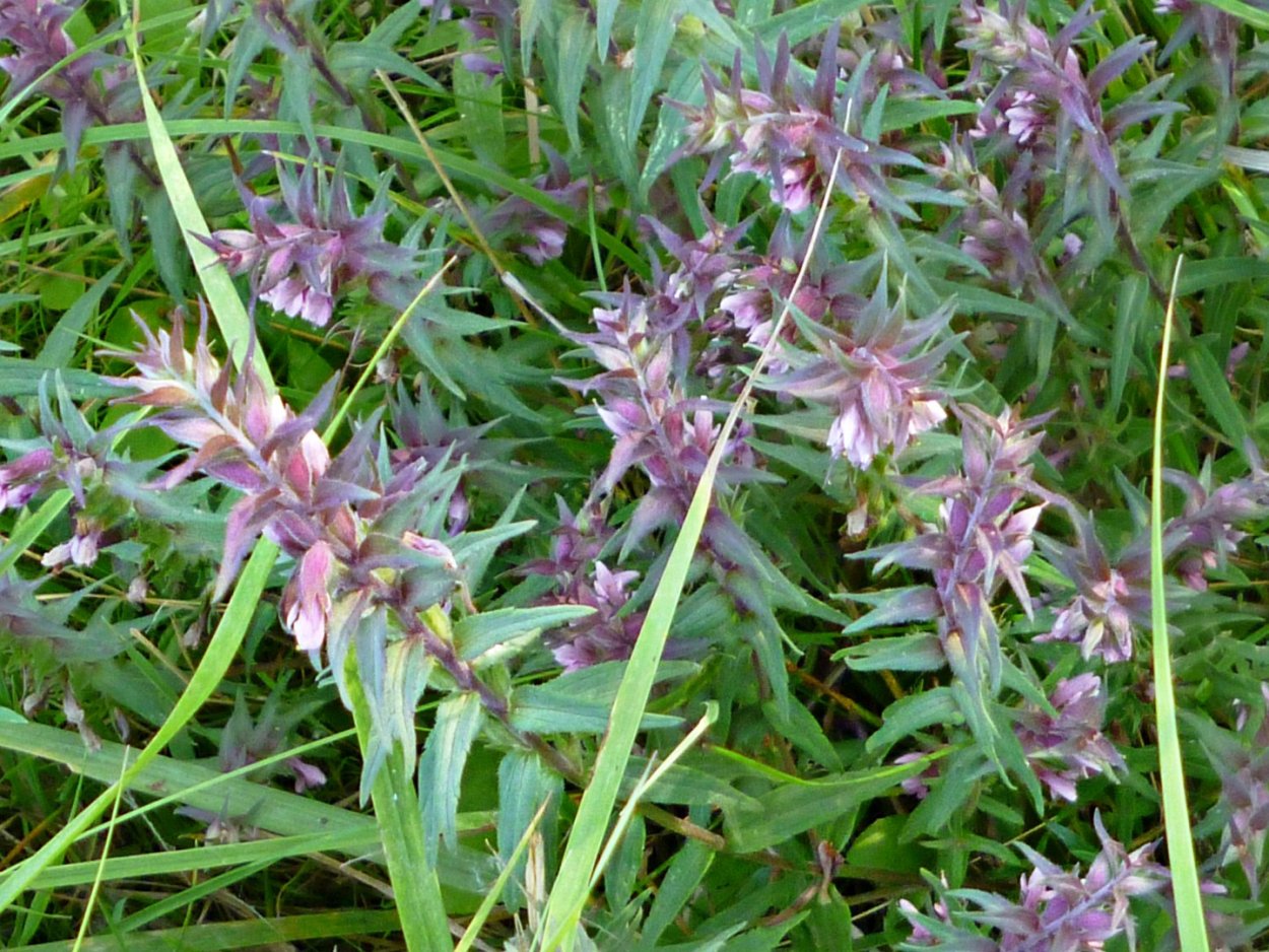 Зубчатка Черноморская