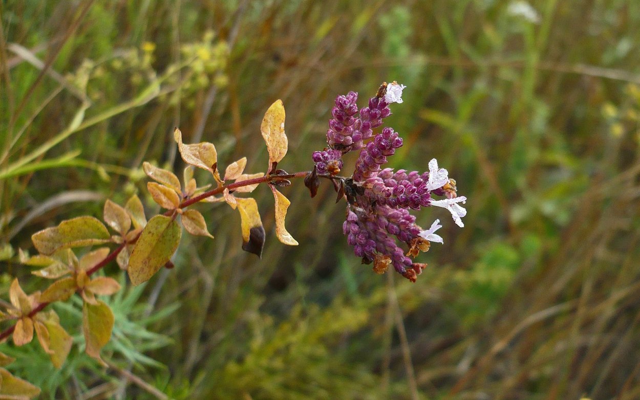 Зубчатка Башкирия гора