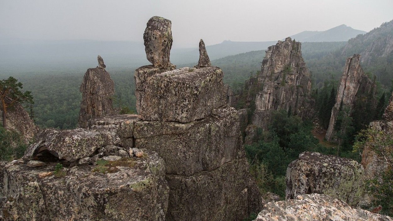 Dried Flowers сухоцветы