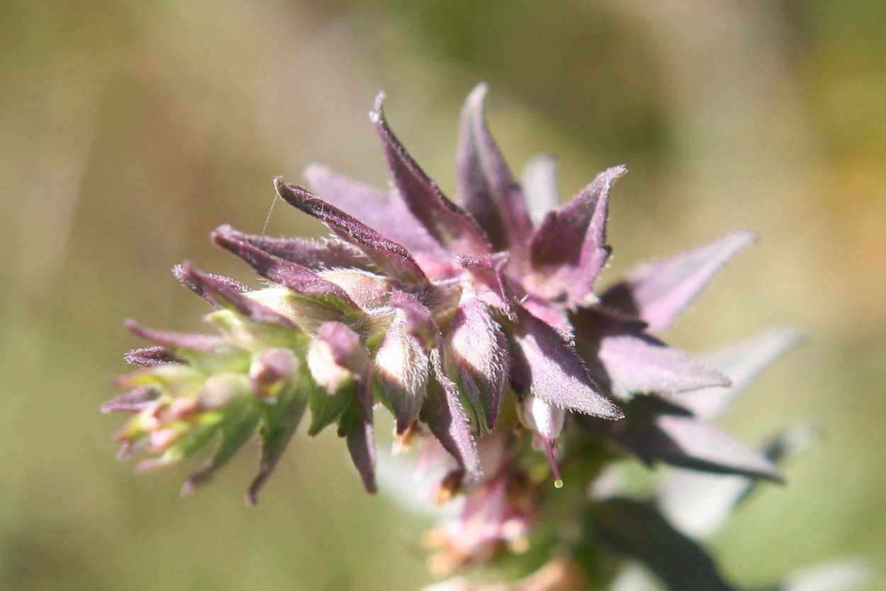 Хорст трава зубчатка поздняя 50 г