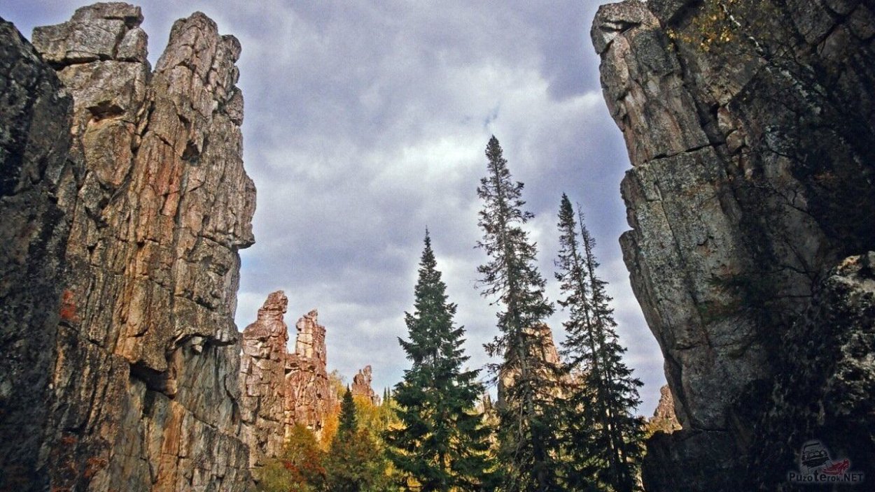 Зубчатка желтая