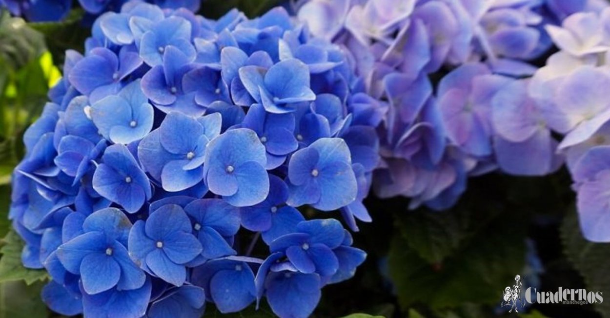 Гортензия Петер Чапелл