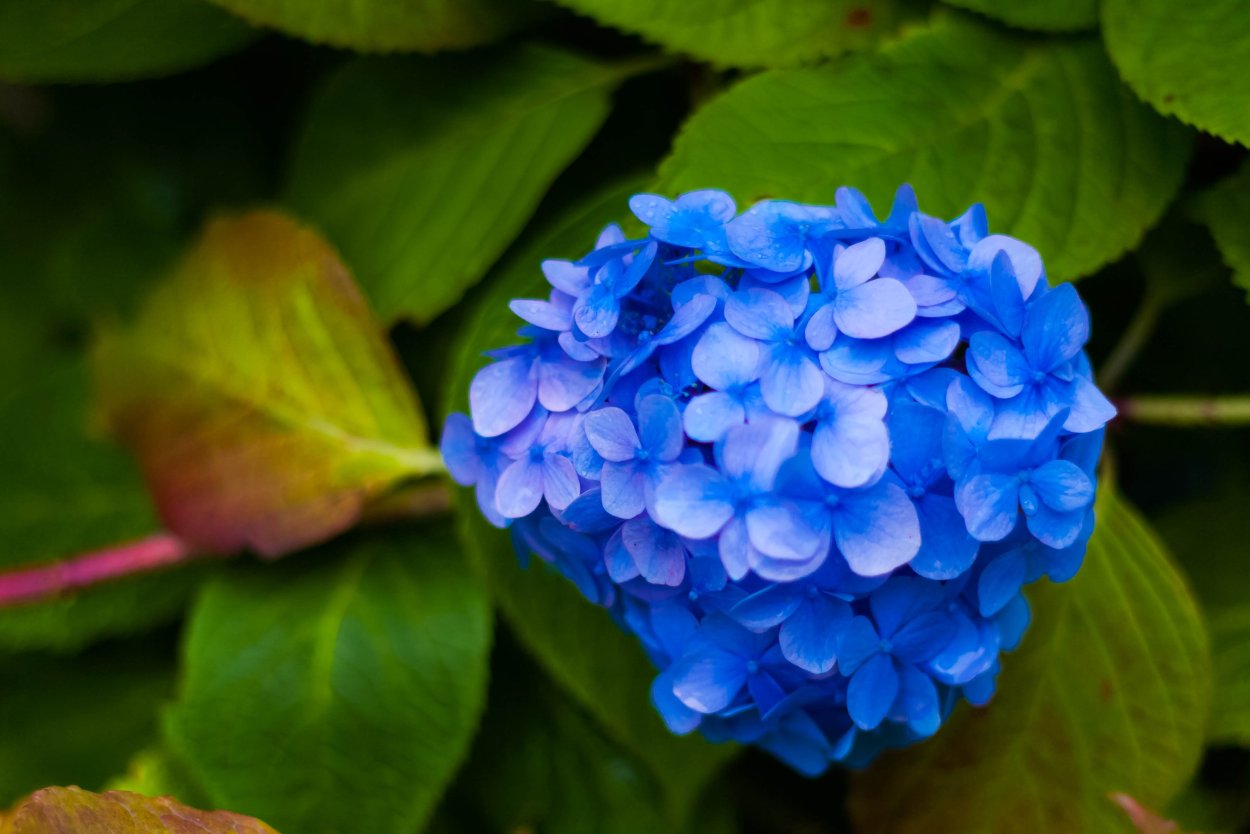 Гортензия Маргарита Блу