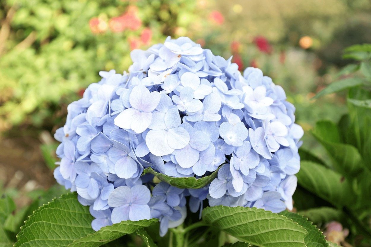 Гортензия Лесная