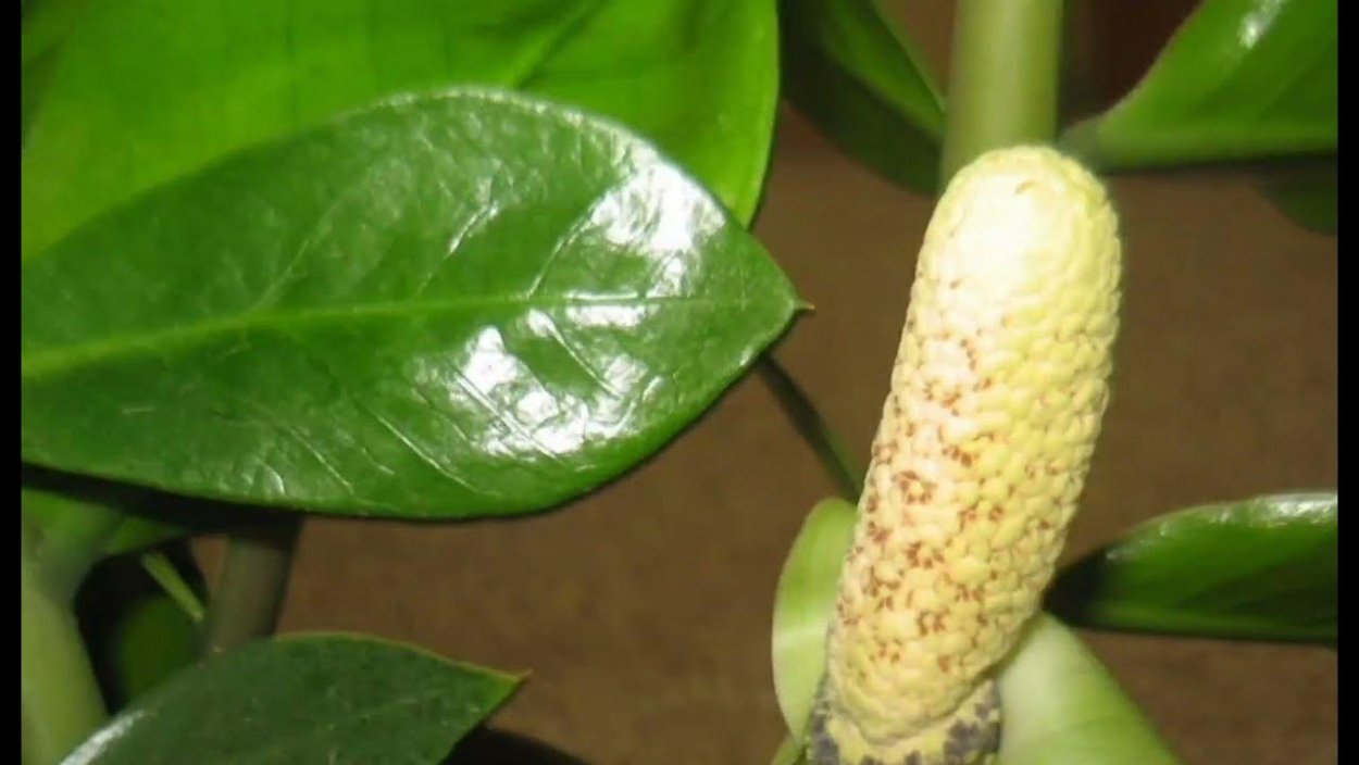 Замиокулькас Жук