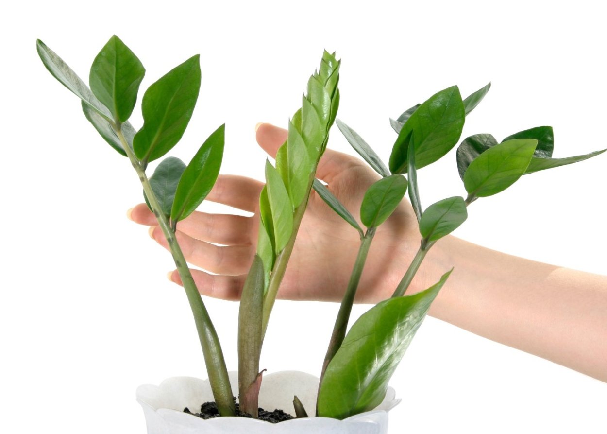 Замиокулькас Эмеральд пальм