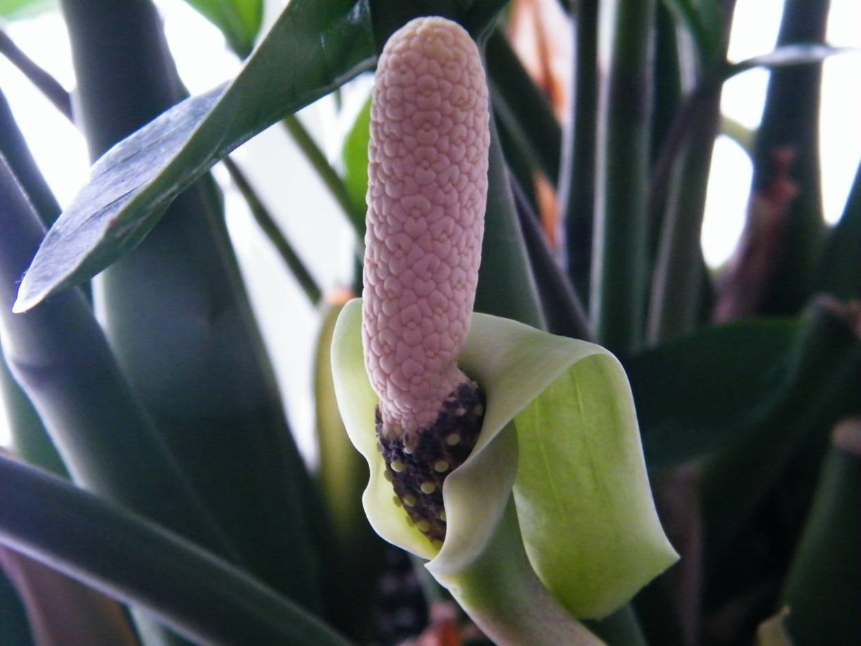 Замиокулькас Замифолия