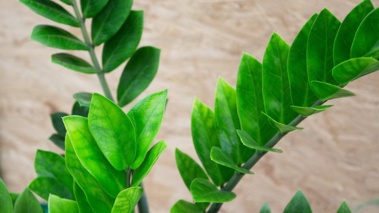 Замиокулькас замиелистный