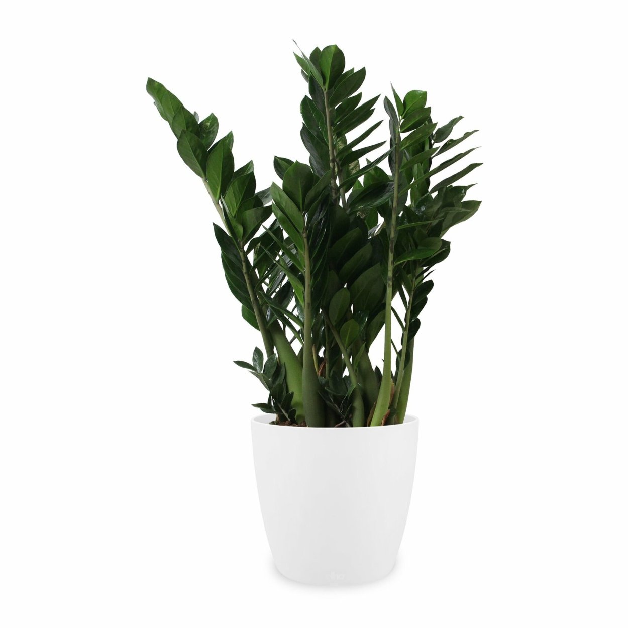 Замиокулькас долларовое дерево