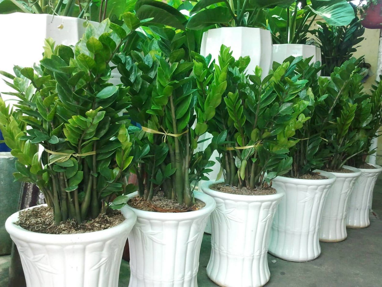 Растение замиокулькас