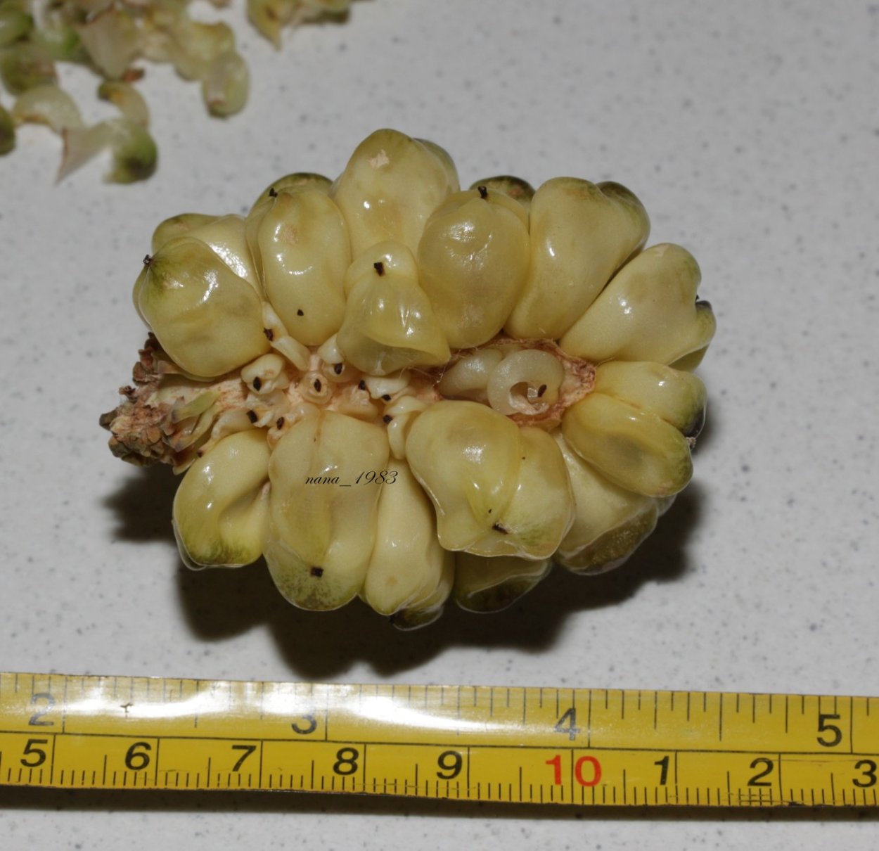 Замиокулькас ланцетовидный