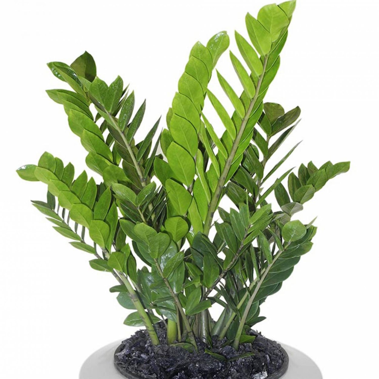 Zamioculcas долларовое дерево