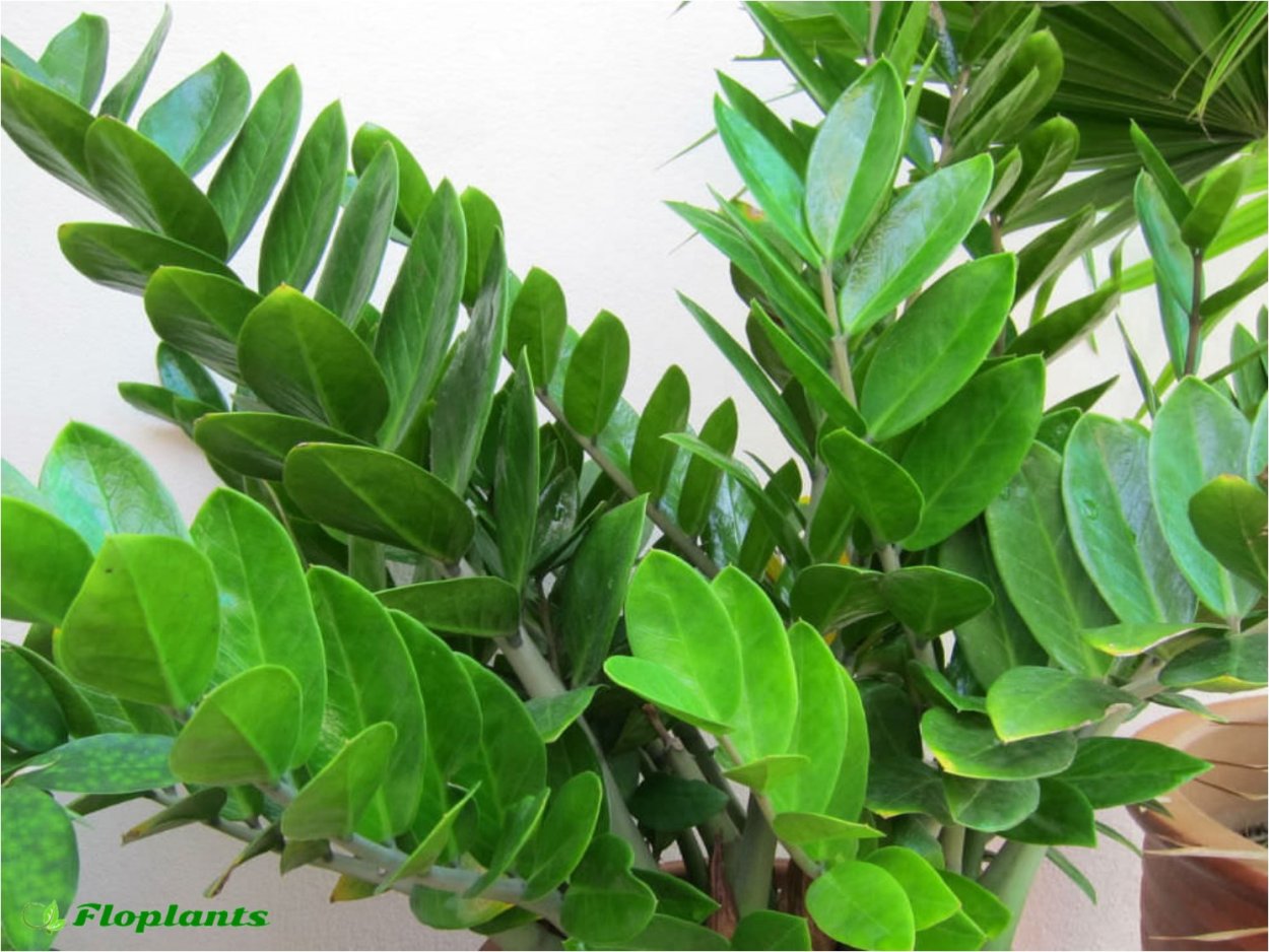 Суккуленты замиокулькас