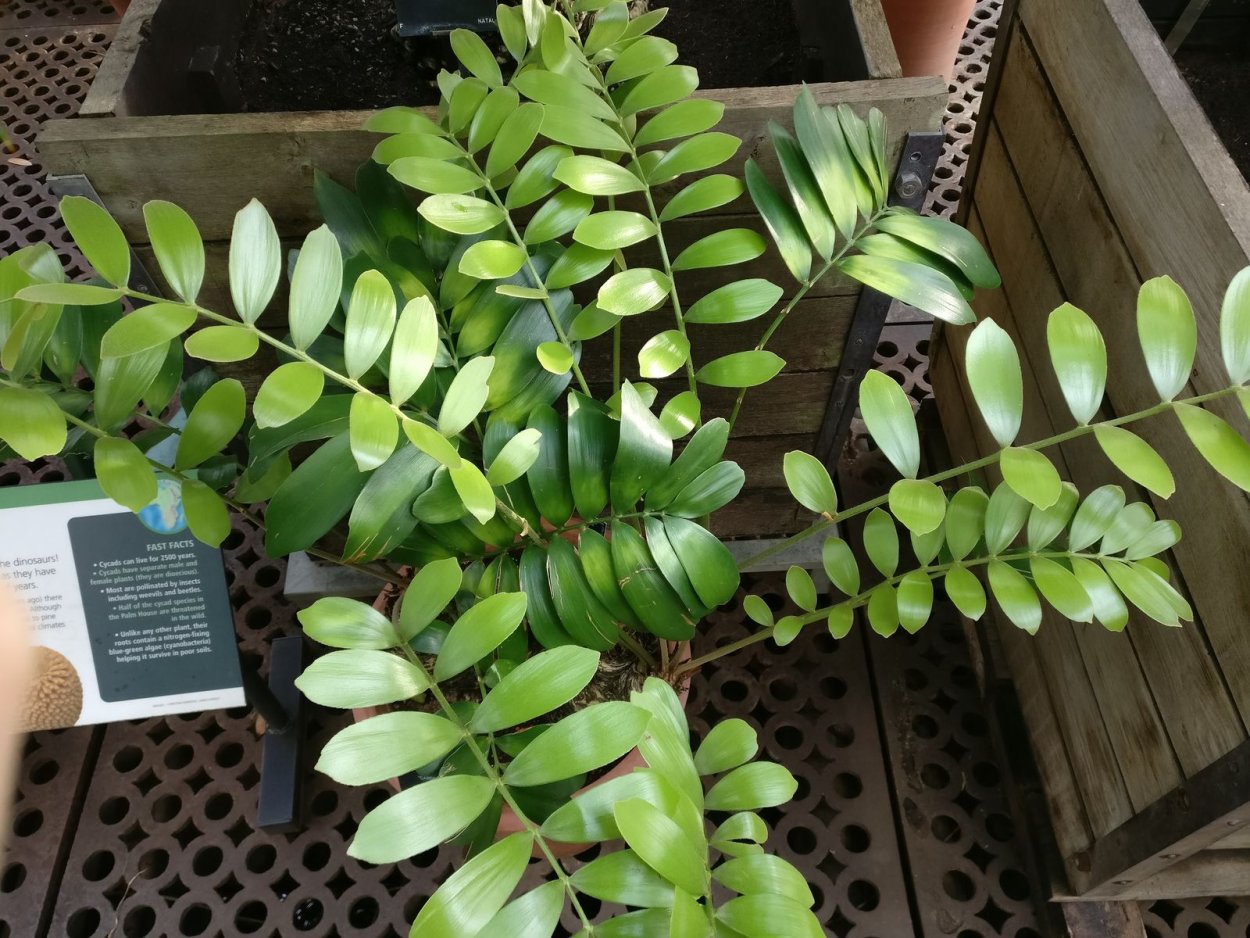 Вариагатный амиокулька