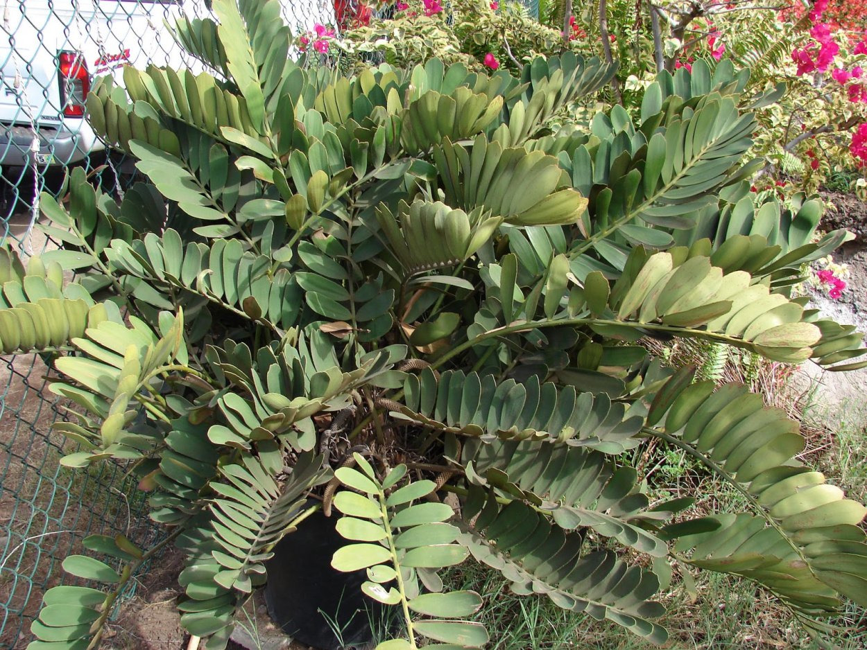 Долларовое дерево комнатное