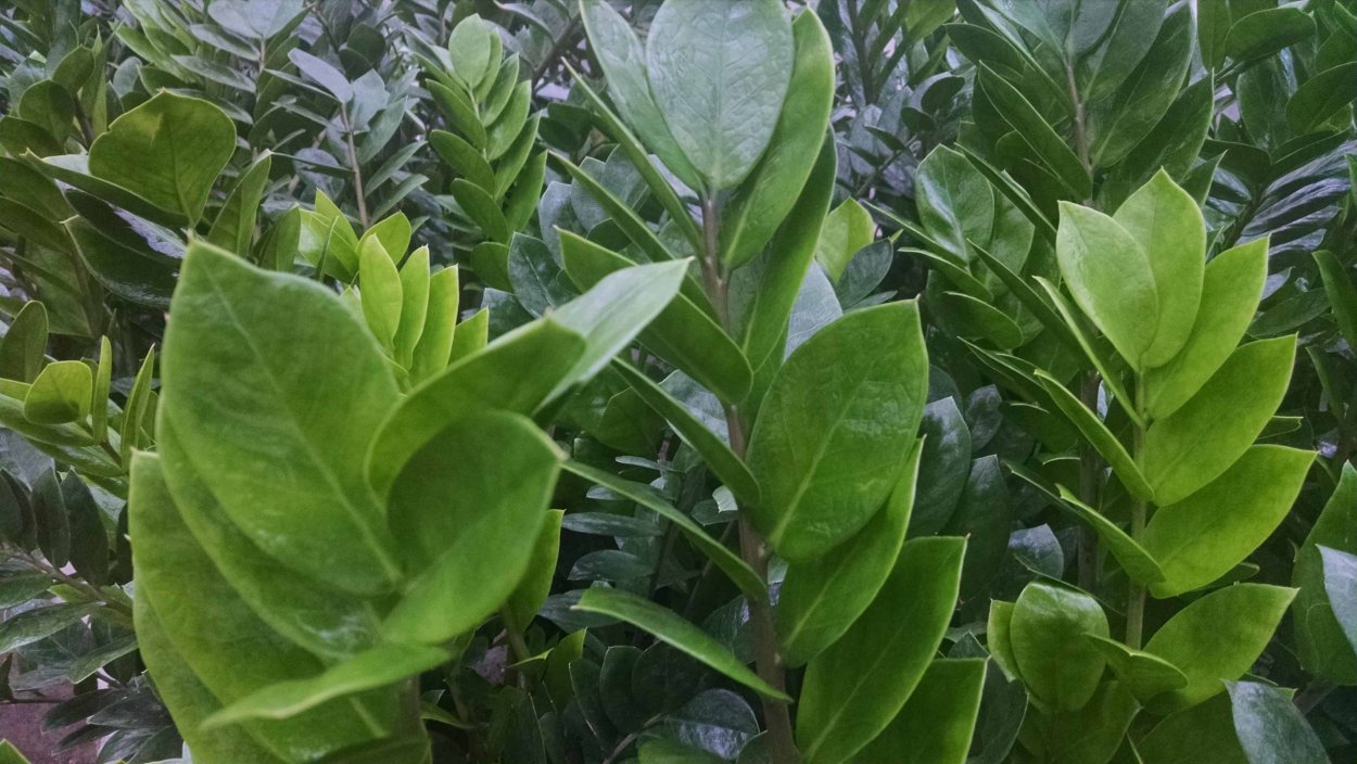 Суккуленты замиокулькас