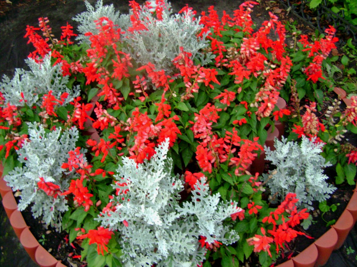 Сальвия и цинерария