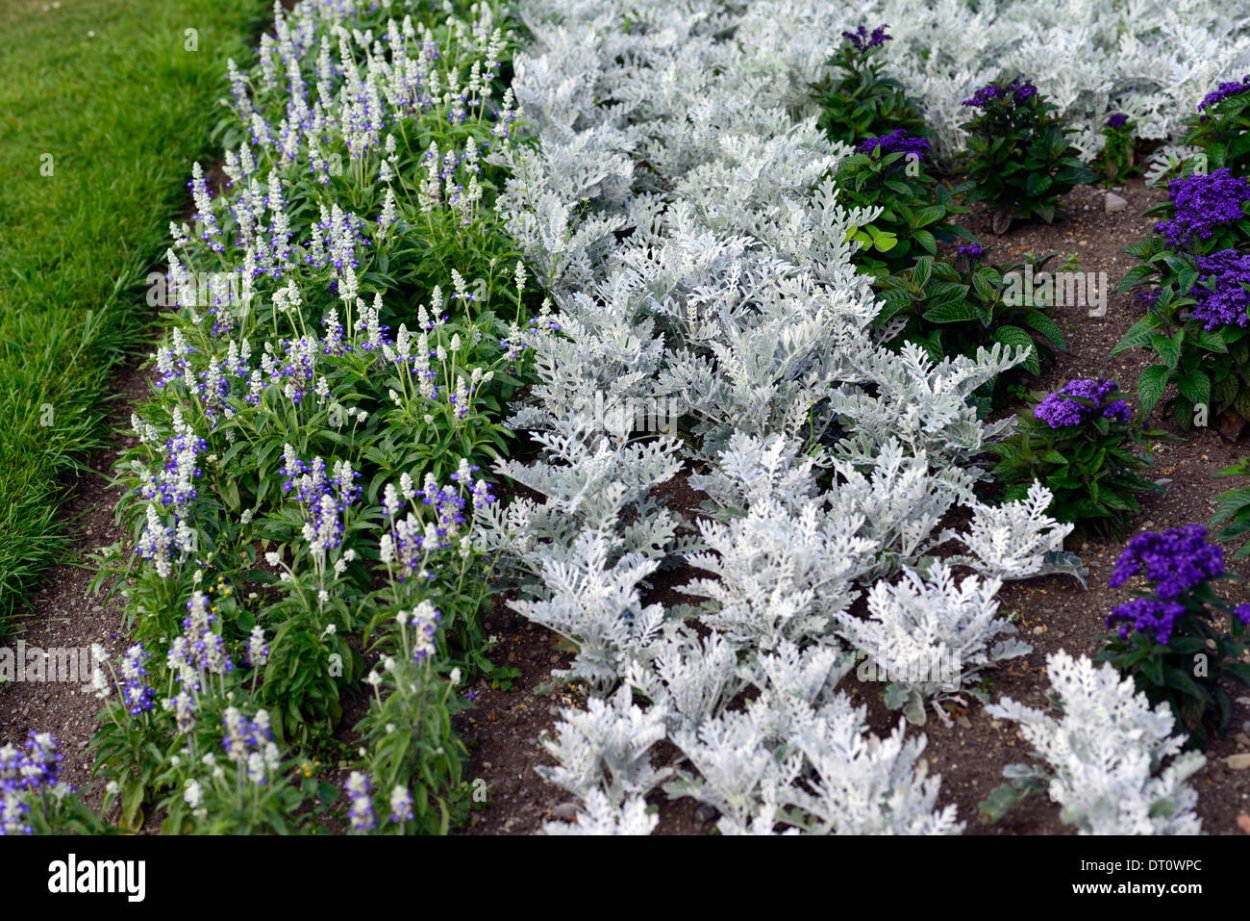 Сальвия блестящая цинерария морская