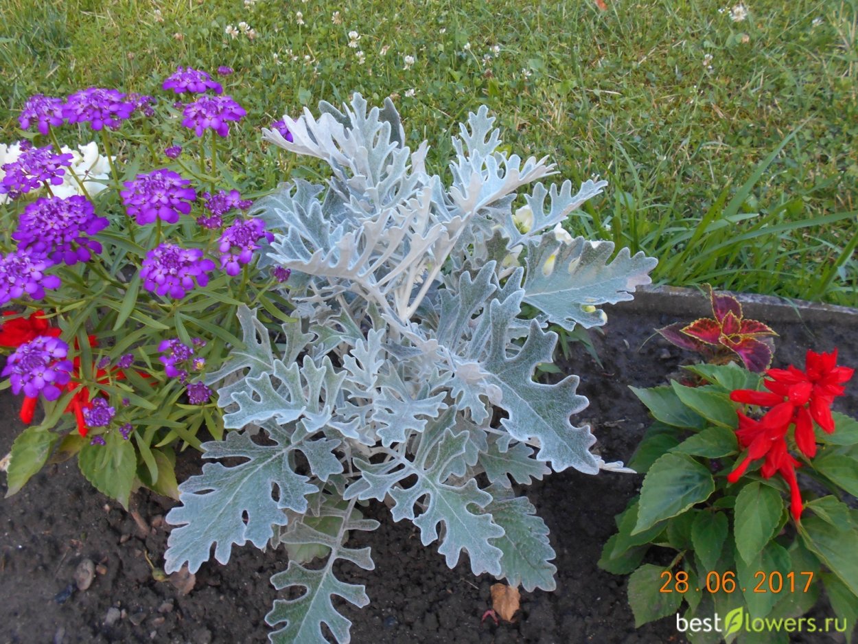 Цинераргия Сильвия колеус