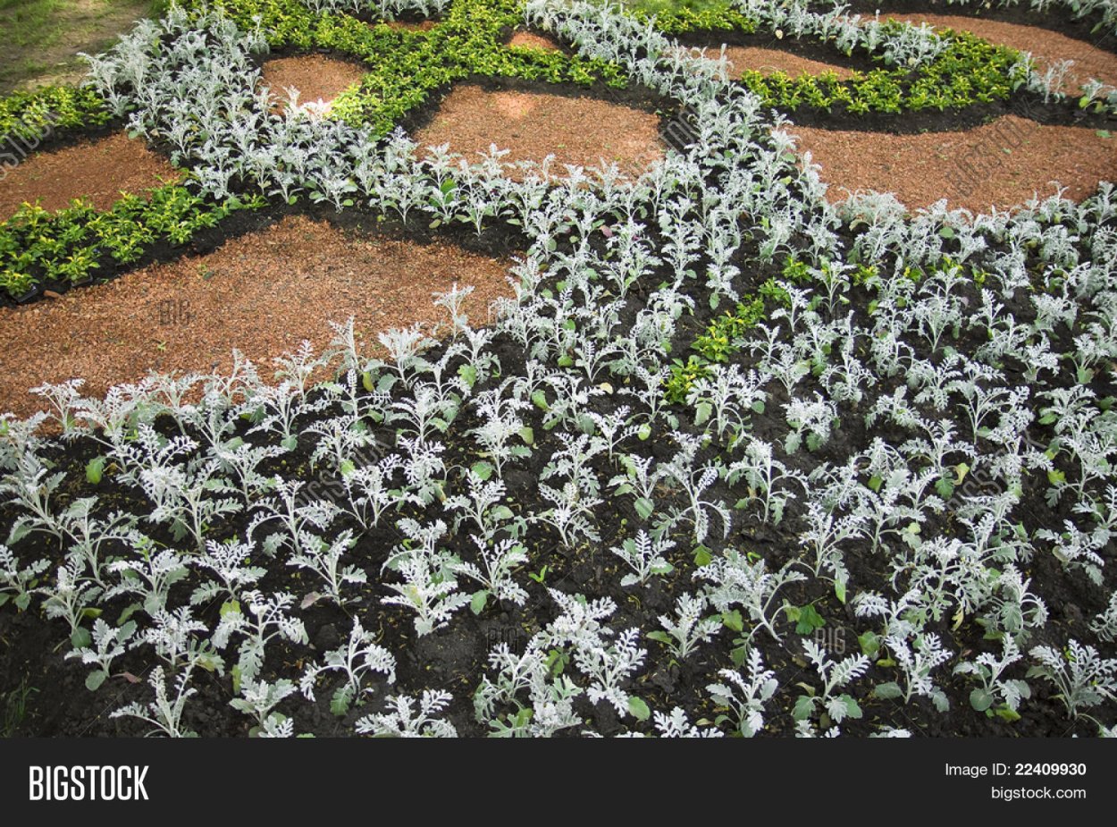 Цинерария Приморская (Senecio cineraria)
