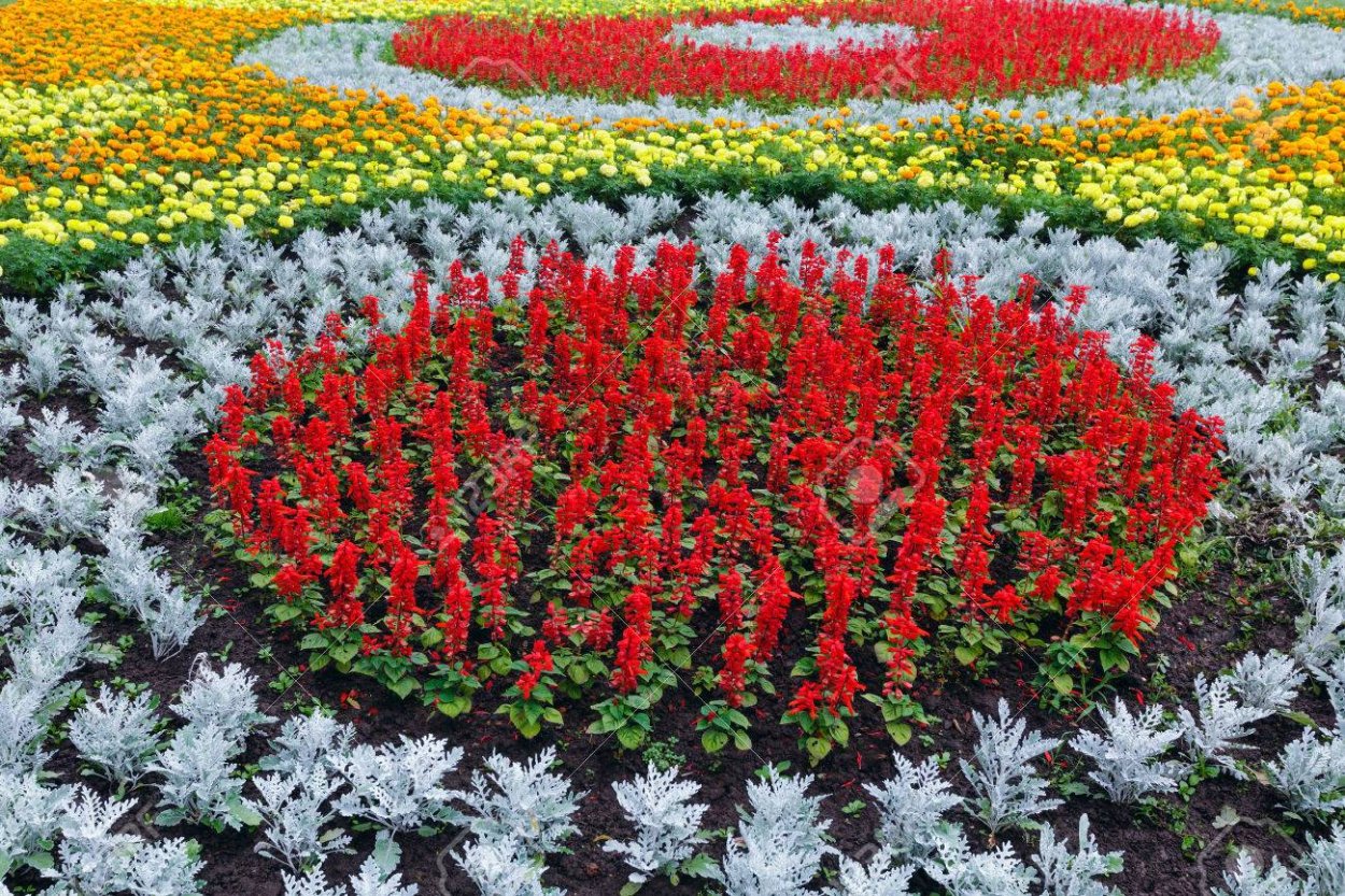 Сальвия бархатцы цинерария