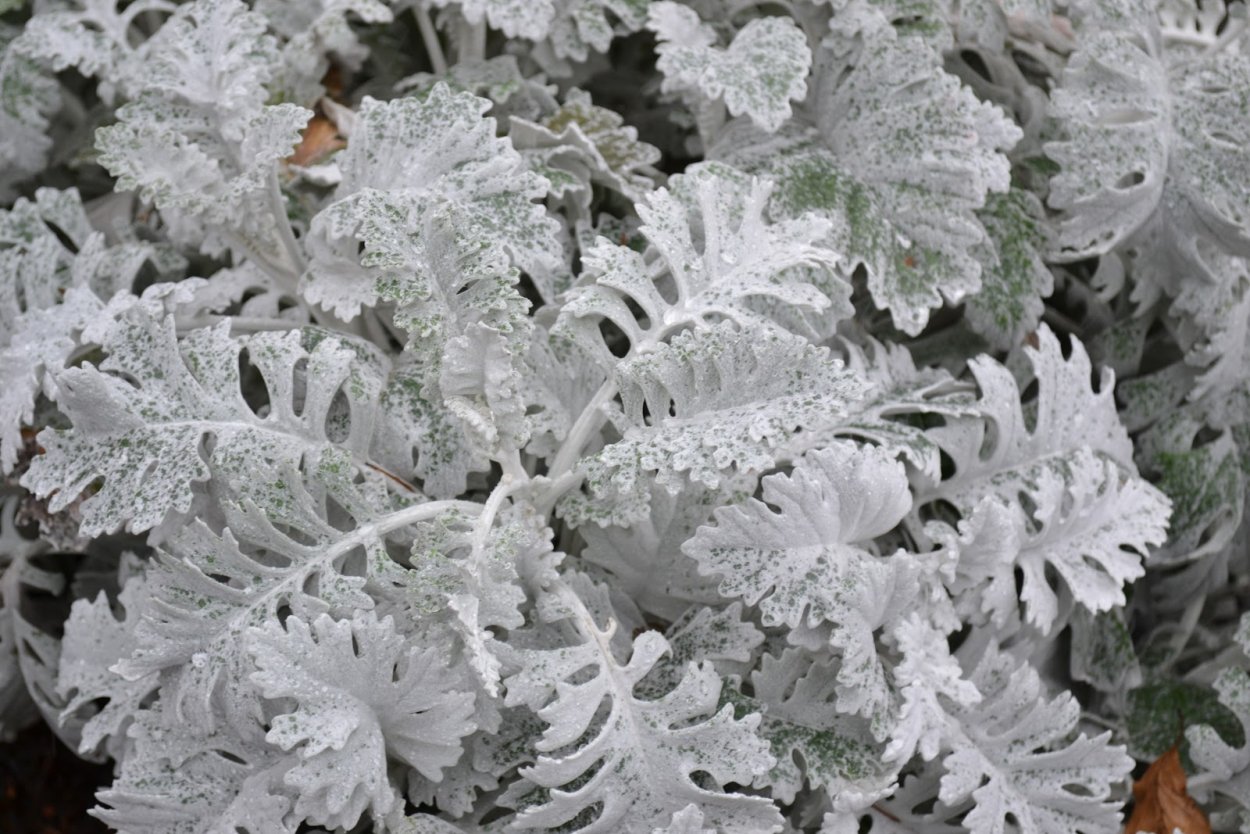 Однолетник цинерария