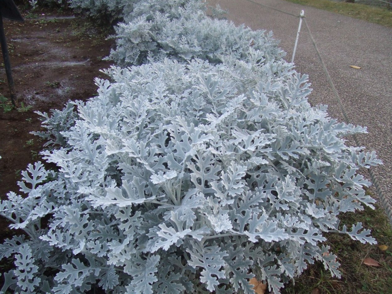 Сенецио цинерария