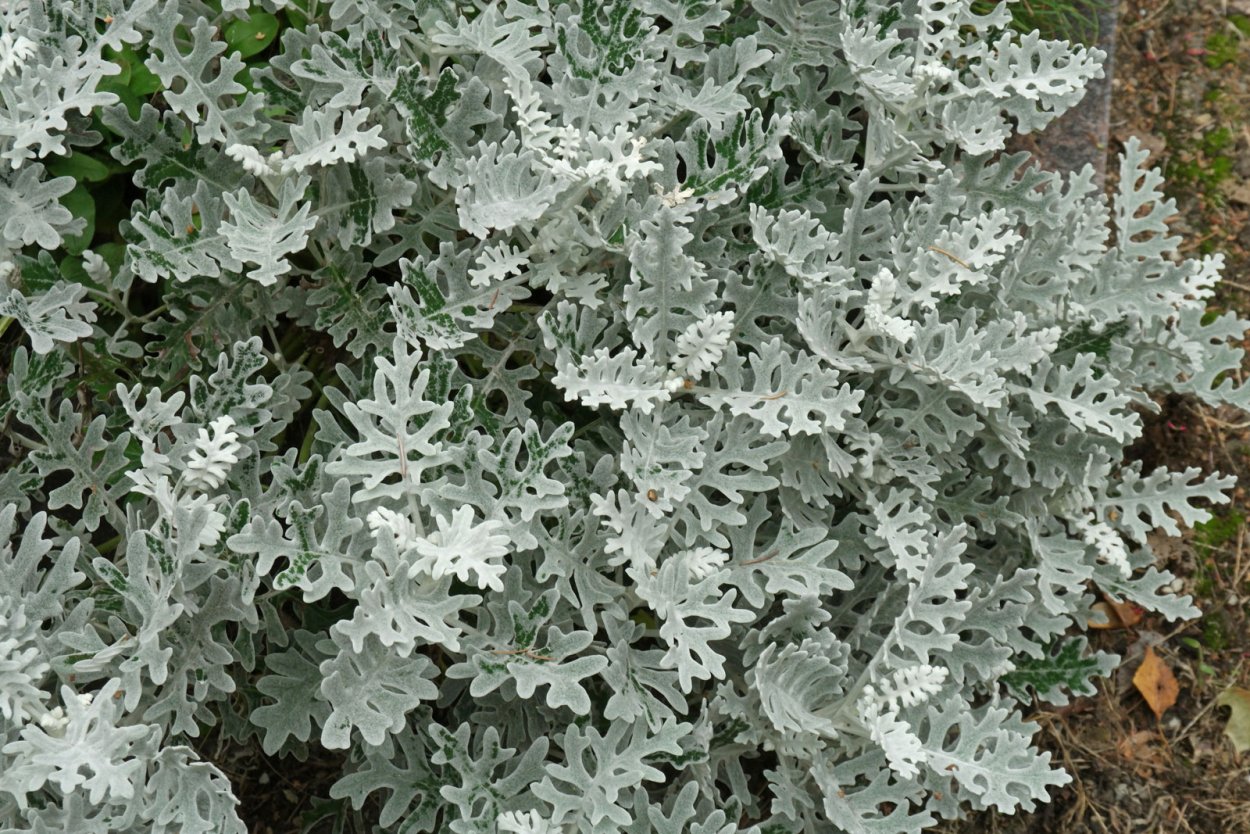 Цинерария Приморская (Senecio cineraria)